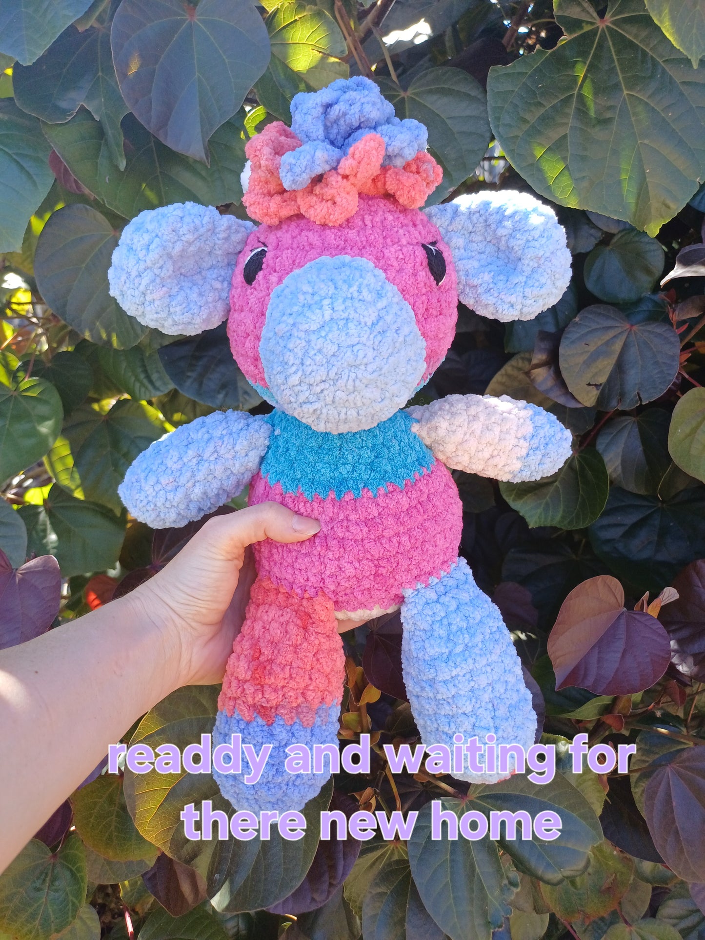 Scrappy The Highland Cow